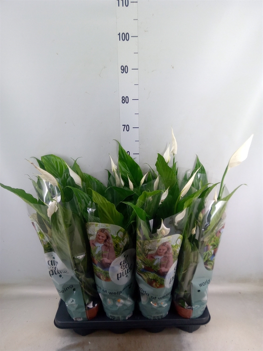 <h4>Spathiphyllum  'Sweet Chico'</h4>