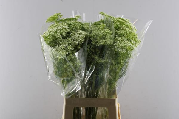 <h4>Ammi Visnaga</h4>