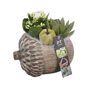 PTHI5495 Arrangement Herfst Indoor in beton pot