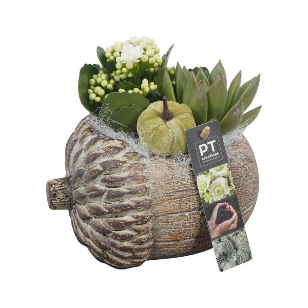 <h4>PTHI5495 Arrangement Herfst Indoor in beton pot</h4>