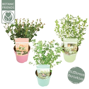 Eucalyptus pulverulenta