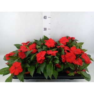 Impatiens NG 'ColPow Fire'