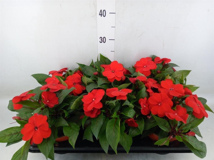 <h4>Impatiens NG 'ColPow Fire'</h4>