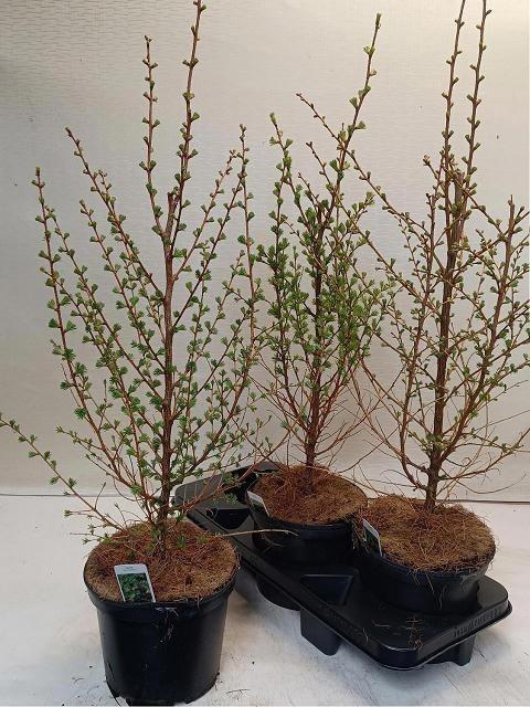 Larix Kaempferi