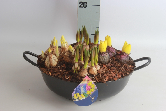 <h4>ARR BOL KNOLGEWAS</h4>