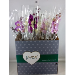 Phalaenopsis   ...mix