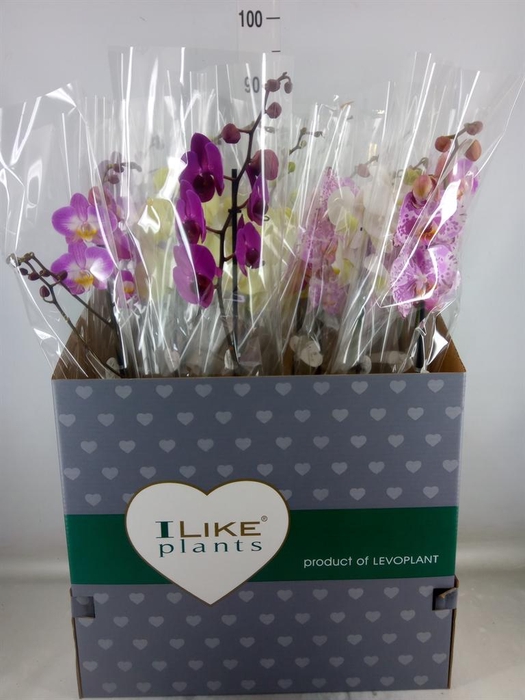 <h4>Phalaenopsis   ...mix</h4>