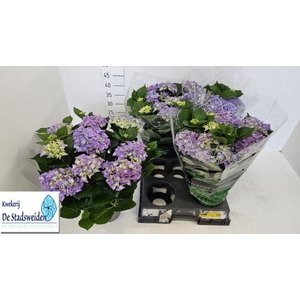 HYDR M EARLY BLUE