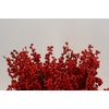 Ilex Verticillata Red