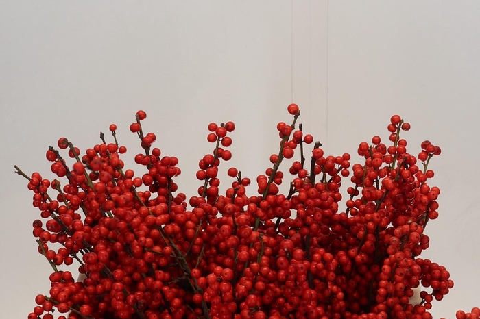 <h4>Ilex Verticillata Red</h4>