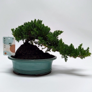 Juniperus Bonsai Cascade 22cm