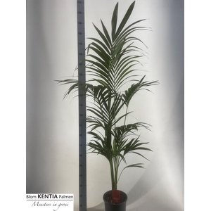 HOWEA FORSTERIANA
