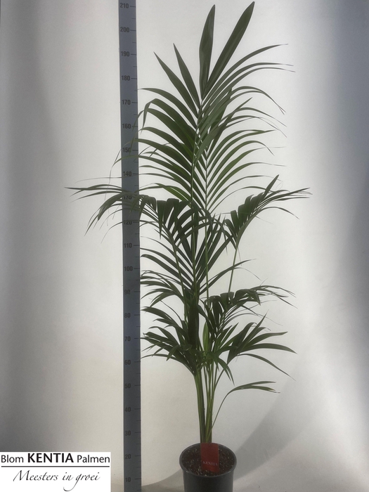 <h4>HOWEA FORSTERIANA</h4>
