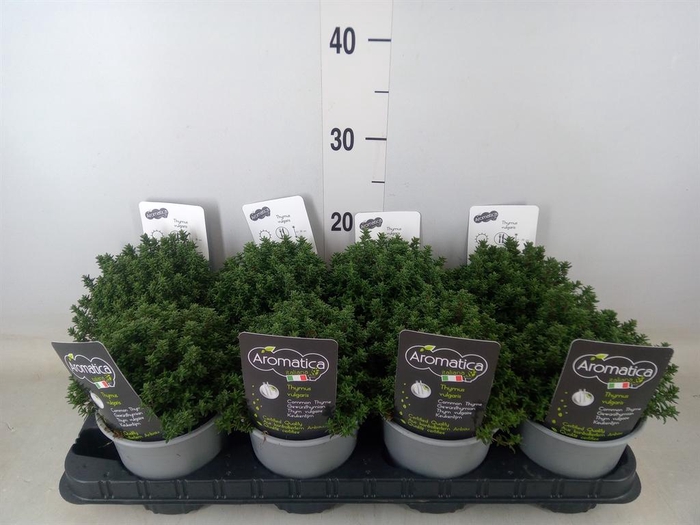 <h4>Thymus vulgaris</h4>