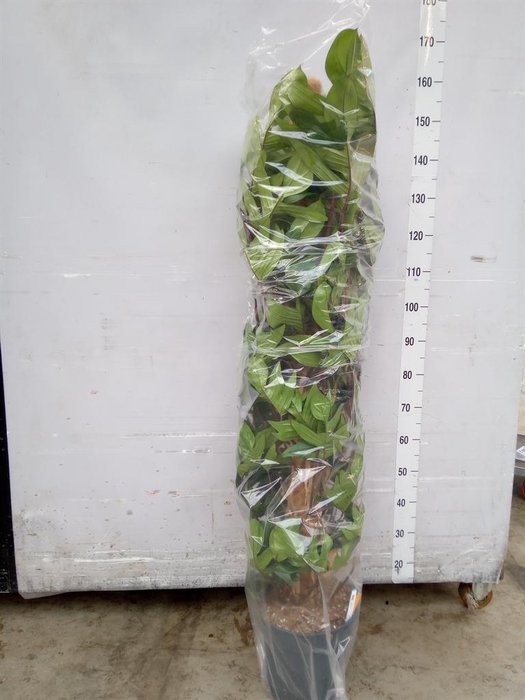 <h4>Philodendron pedatum</h4>