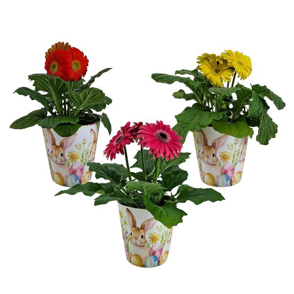 <h4>Gerbera gemengd 2+ bl12cm in Paas beker</h4>