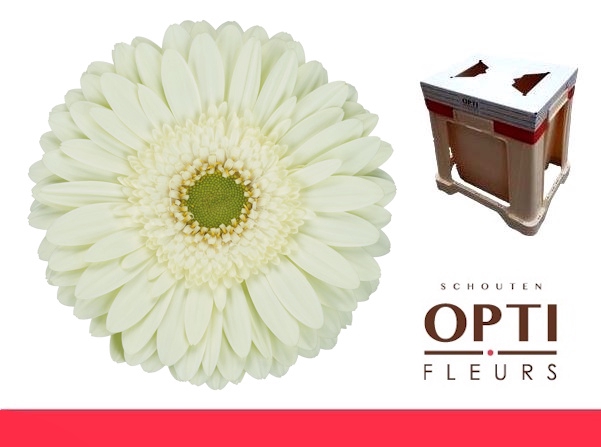 <h4>Gerbera Mint Water</h4>