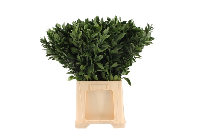 <h4>Ruscus Hypophyllum 80cm</h4>