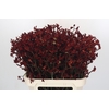 Anigozanthos Bush Ruby