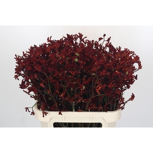 Anigozanthos Bush Ruby