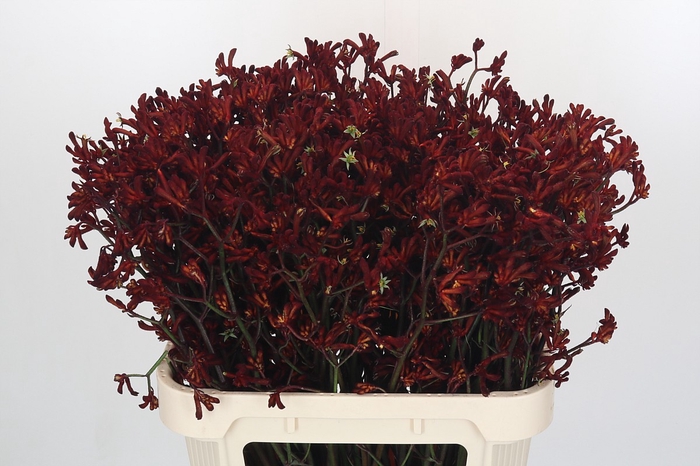 <h4>Anigozanthos Bush Ruby</h4>