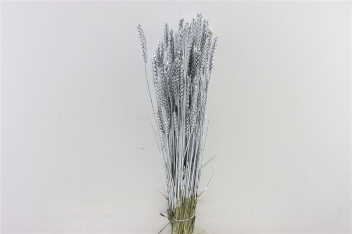 Dried Triticum Silver Bunch