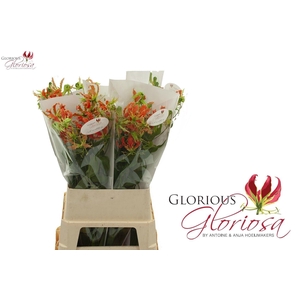 GLORIOSA EXOT ORANGE LANG ORANJE
