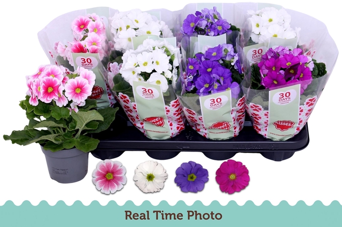 <h4>PRIM OB TM GEM</h4>