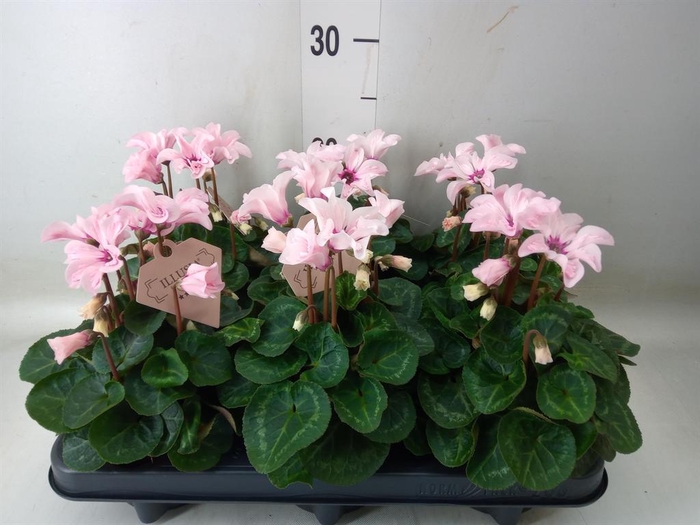 <h4>Cyclamen KL 'Illusia'</h4>