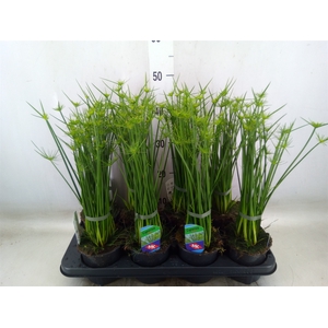 Cyperus haspan