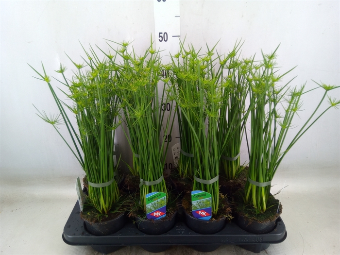<h4>Cyperus haspan</h4>