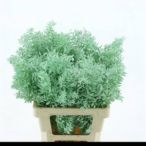 RUSCUS OV KLB H%