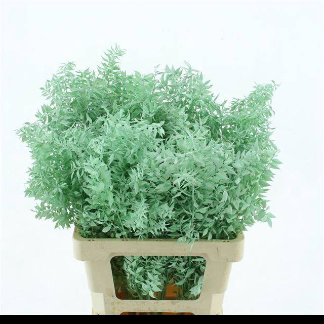 <h4>RUSCUS OV KLB H%</h4>