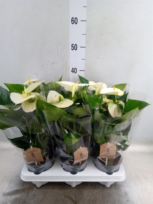 <h4>Anthurium andr. 'Cocos'</h4>