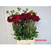 DAHL BIZON ROOD