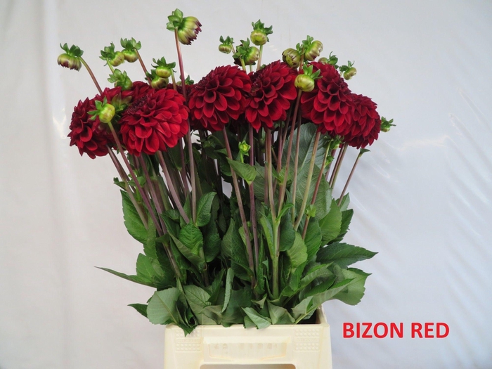 DAHL BIZON ROOD