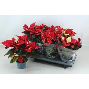 EUPHOR P SUP NEW GLI