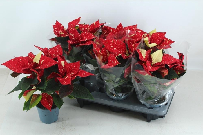 <h4>EUPHOR P SUP NEW GLI</h4>