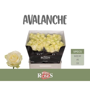 R Gr Avalanche+