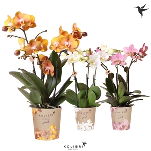 Kolibri Orchids Phalaenopsis Jewel mix 3 spike