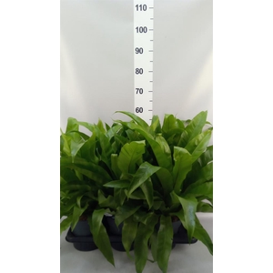 Asplenium antiquum