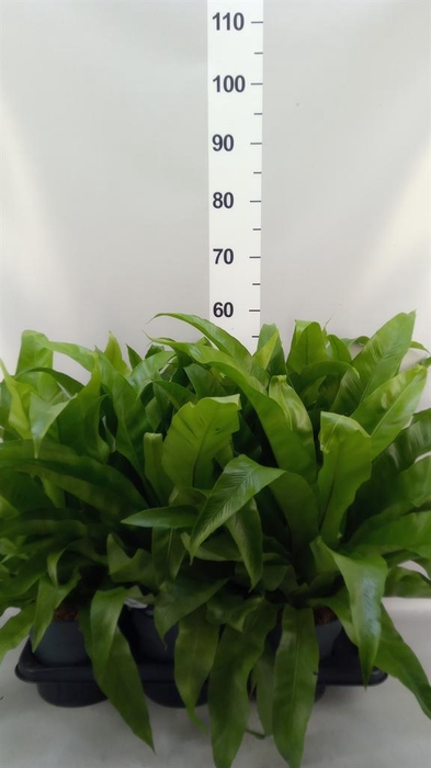 <h4>Asplenium antiquum</h4>
