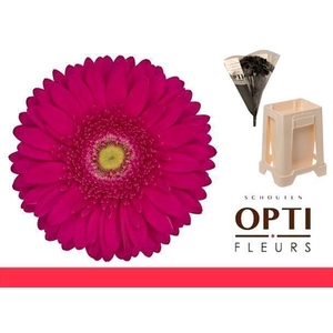 Gerbera Riley Water / Hoes