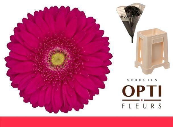 <h4>Gerbera Riley Water</h4>