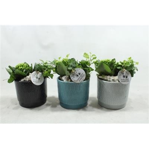 NV01 ARIEL NAVY KALANCHOE
