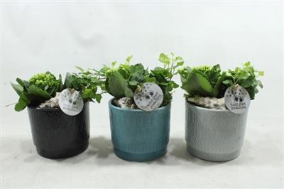 <h4>NV01 ARIEL NAVY KALANCHOE</h4>