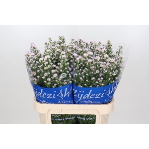 Aster Claudia