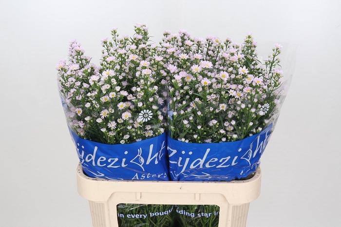 <h4>Aster Claudia</h4>