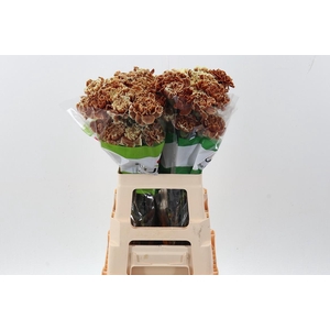 Di St Tinted Tiramisu