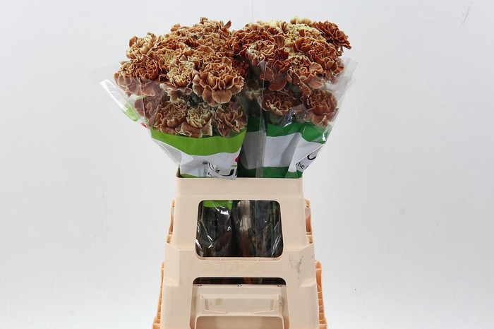 <h4>Di St Tinted Tiramisu</h4>